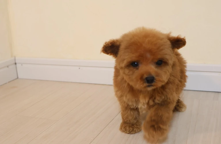 愛犬のスタイルをアップ！トイプードルの足カットをご体験ください！