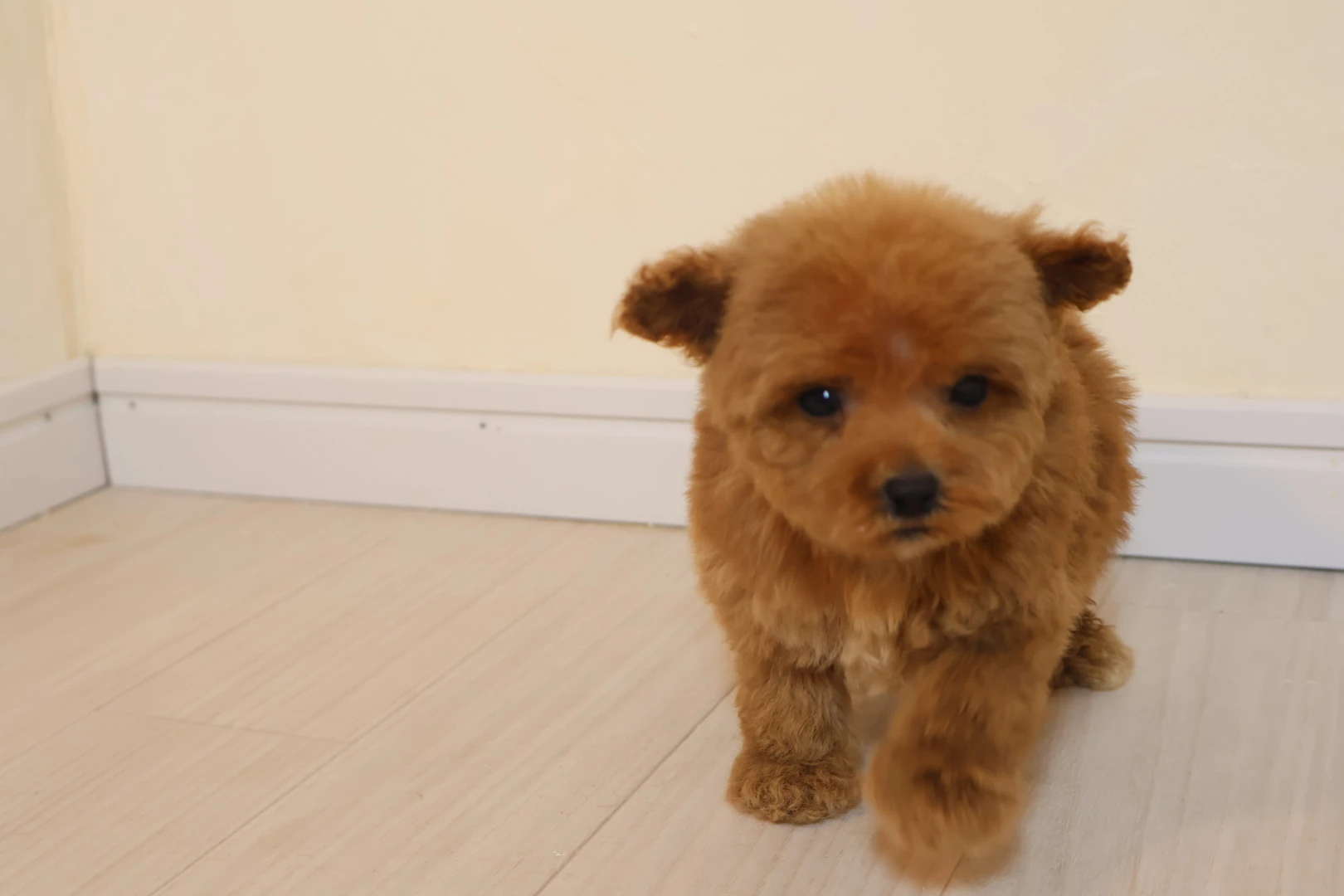 愛犬との思い出を、マグカップでコレクションしよう！