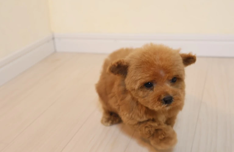 あなたの愛犬をもっと可愛く、健康に！