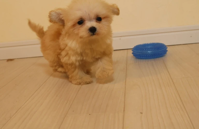 子犬の健康を守る室温管理の重要性について