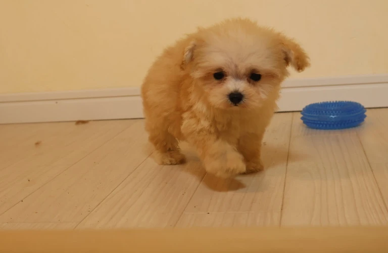 初めてのトイプードル子犬、広島市で臭いの悩みを解消する方法