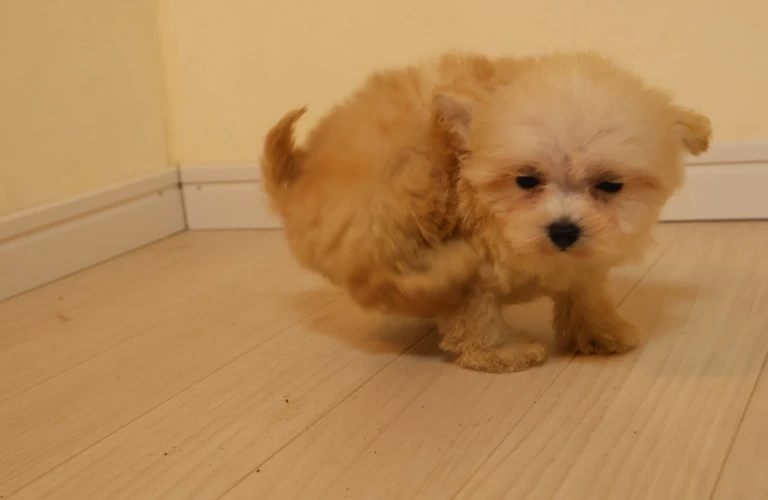 広島市で理想のトイプードル子犬を育てよう！