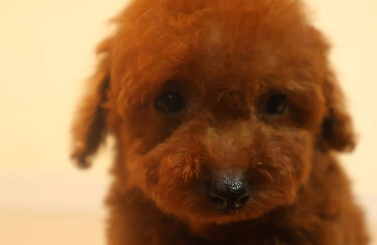 愛犬を最高に可愛くするプードルパーマの魅力を知って、新たなスタイルを楽しもう！