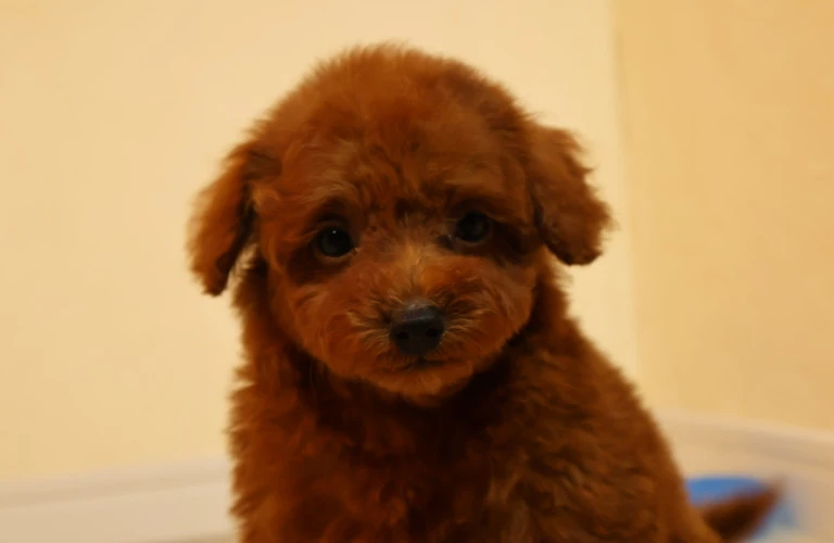 広島市でトイプードルの子犬との幸せな生活を始めよう！