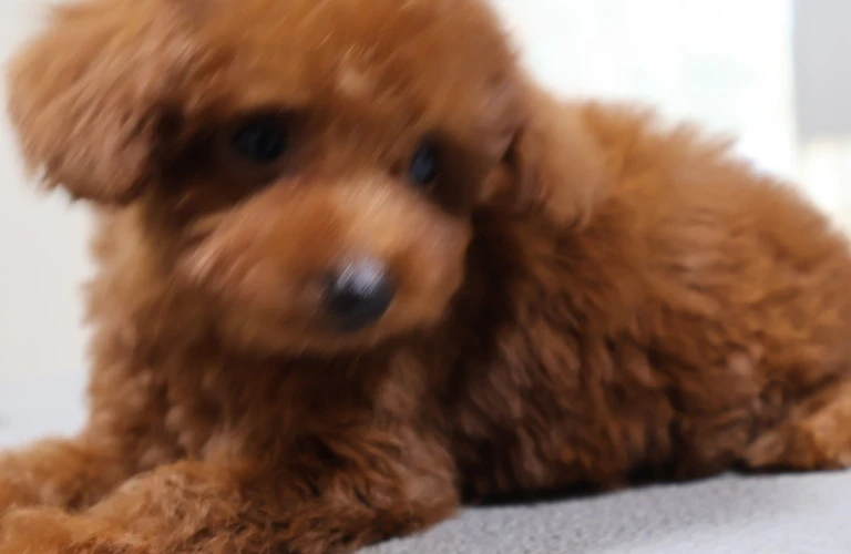 愛犬の理想を叶える！トイプードル4ヶ月目の体重と育て方