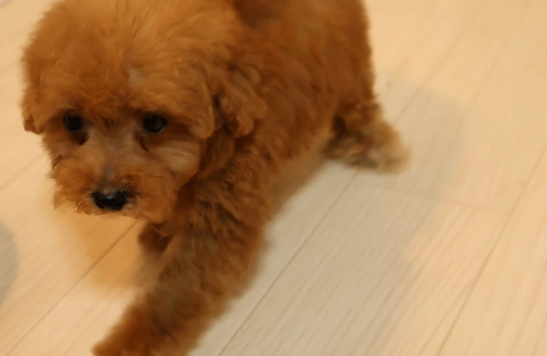 トイプードルアートで愛犬をもっと素敵に！