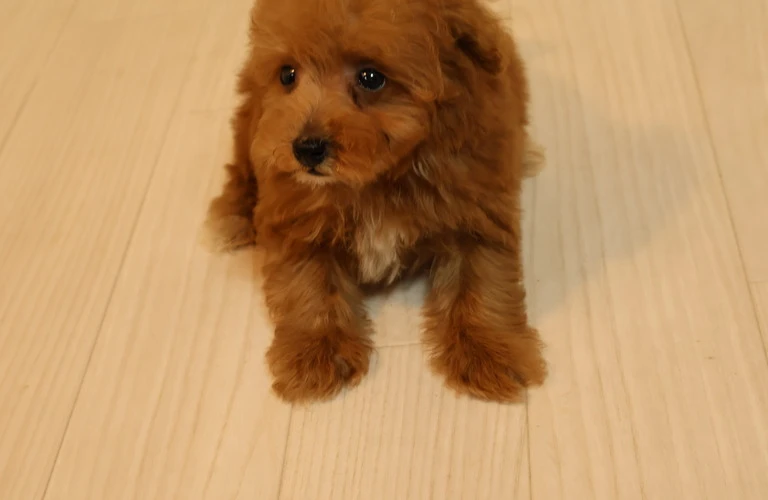 広島市で理想のトイプードル子犬と出会おう！臭い対策もバッチリ！