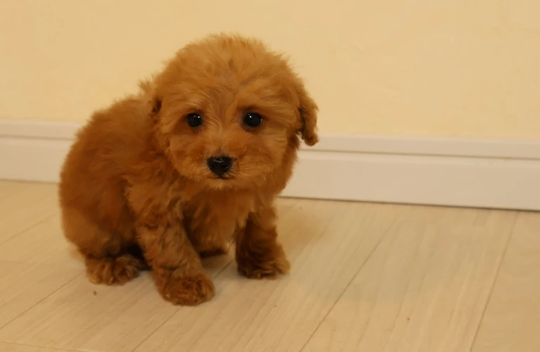 犬の笑顔は健康な歯から！