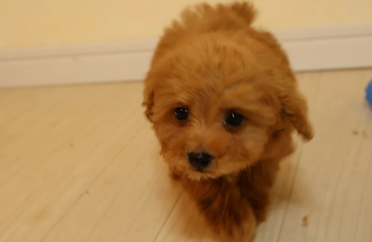 広島市での子犬の散歩、いつから始める？