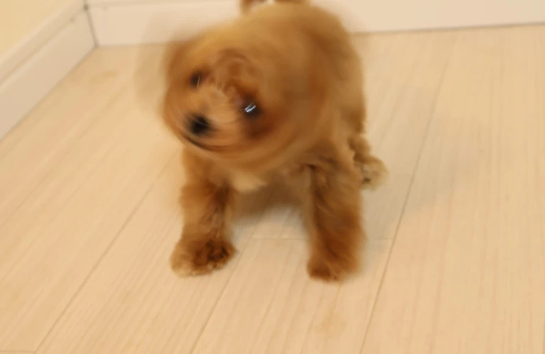 愛犬の健康を守るために！トイプードルの性格と健康リスクを理解しよう