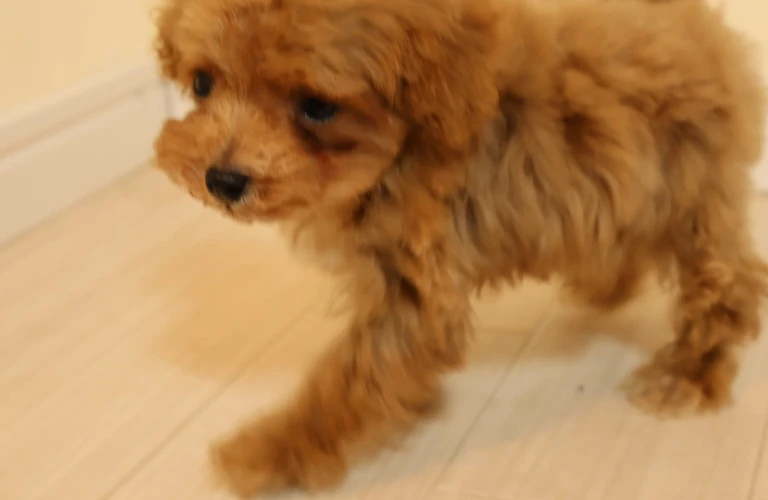 子犬も安心！あなたのわがまま犬にぴったりのドッグフードを見つけましょう！