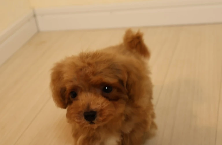 老犬に優しい食事を考えていますか？