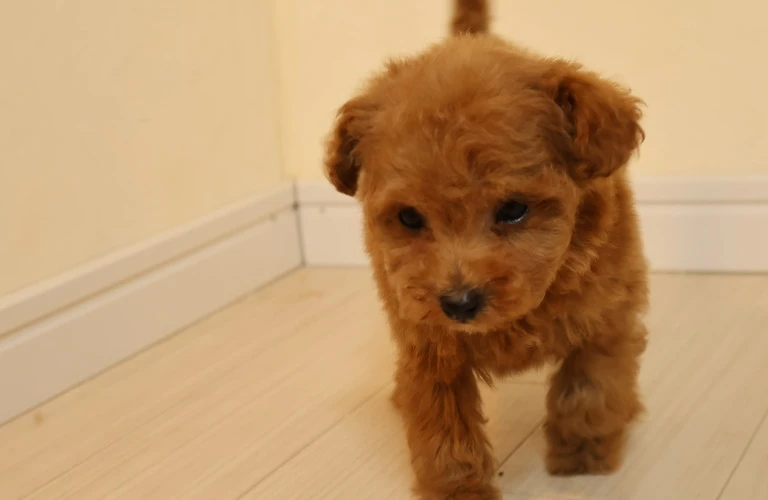 愛犬に美味しい手作りごはんを贈ろう！