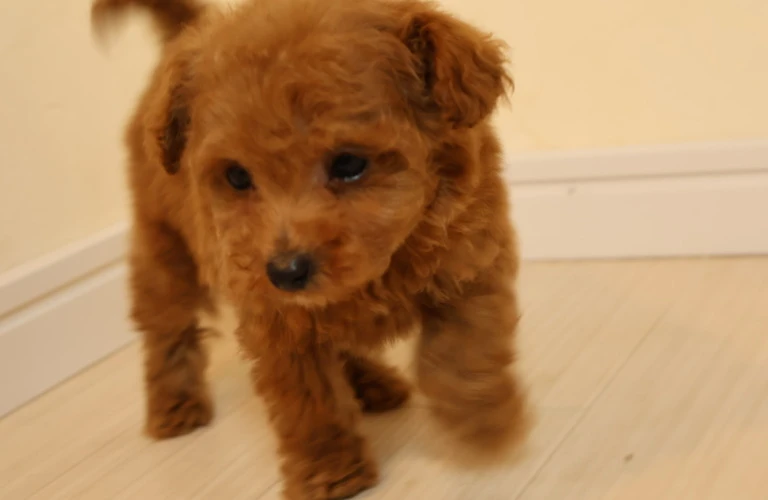 愛犬と一緒に健やかな毎日を！