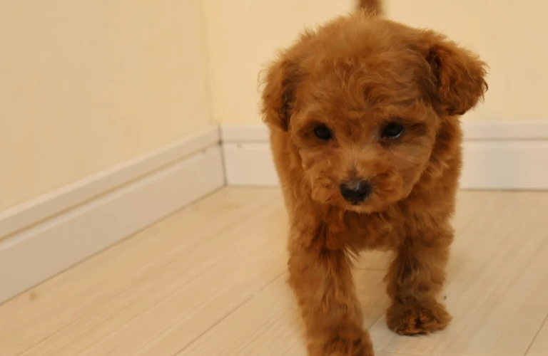 愛犬の健康を支えるふやかすドッグフード