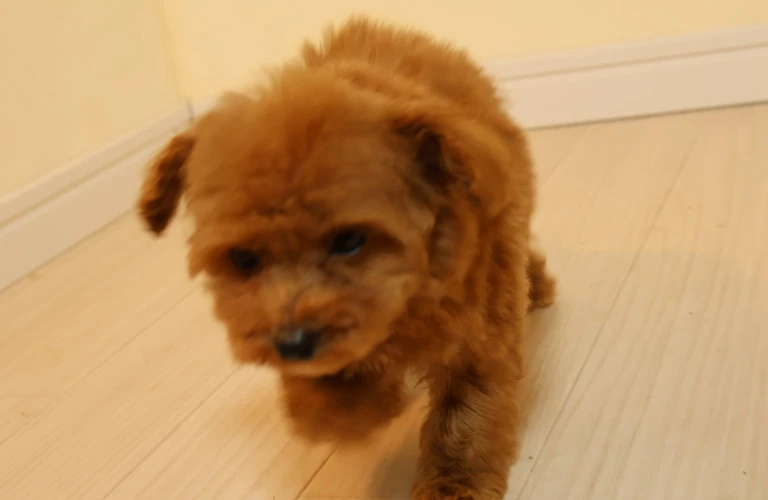 トイプードルとタイニープードル、あなたにぴったりの愛犬はどっち？