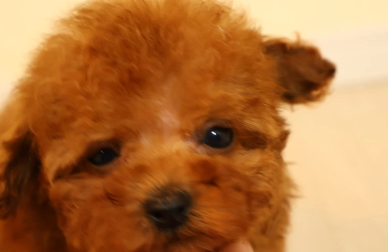 タイニープードルの子犬選びから成長まで、あなたのパートナーを見つけよう！