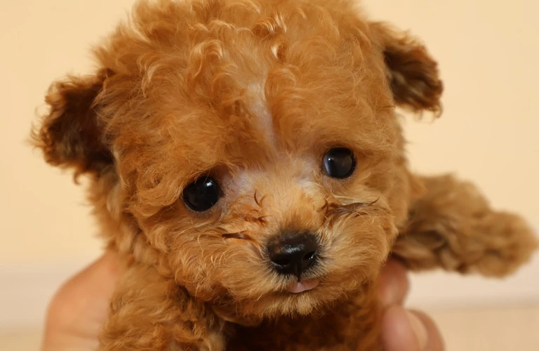 愛犬の健康を守るために！