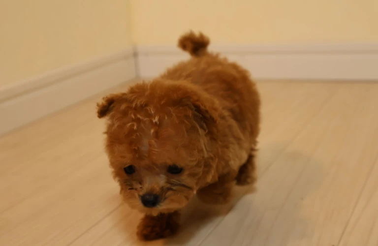 愛犬の健康を守るために、必要な栄養素と適切な給餌を徹底解説！