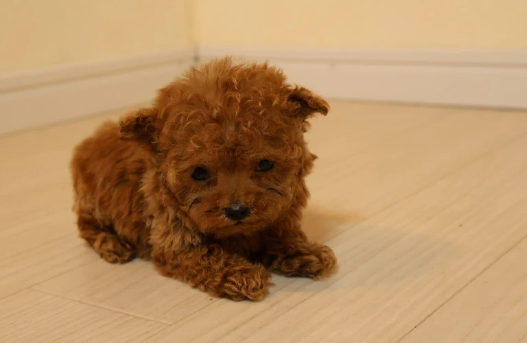 愛犬の健康管理は私たちにお任せ！