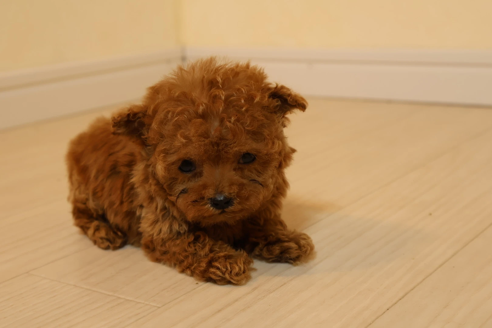 愛犬の健康管理は私たちにお任せ！
