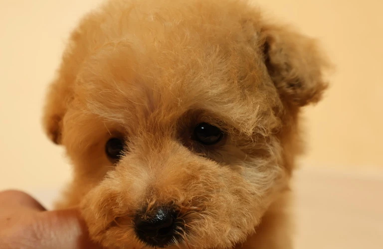 タイニープードルの健康管理を徹底し、愛犬との生活をもっと楽しく！