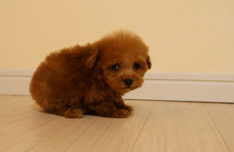 愛犬の健康を守るために、去勢手術を考えてみませんか？
