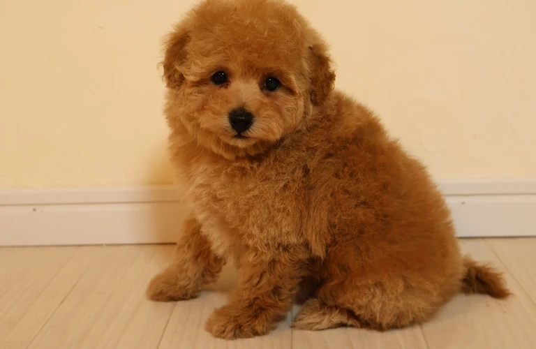 子犬の成長を支える正しい餌の与え方を学ぼう！