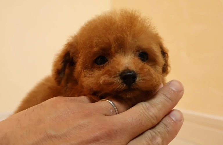 トイプードル飼い始めのための徹底ガイド