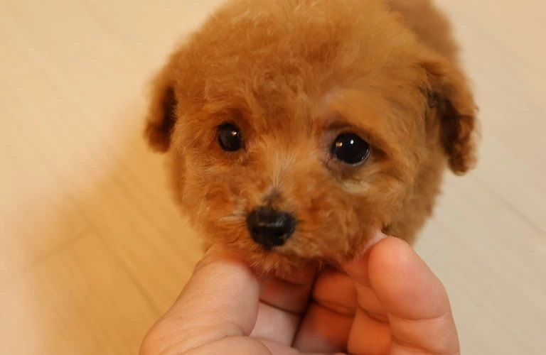 初めて飼うあなたへ、トイプードルの魅力を知ろう！