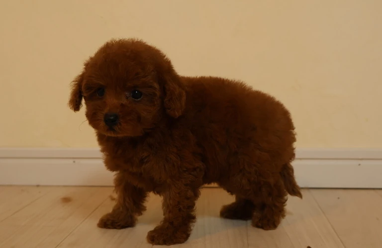 トイプードルを飼おうかお考えなら<br>かわいいトイプードルを「家族の一員」としてお迎えしませんか？