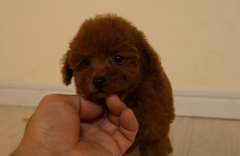トイプードルにぴったりの飼育方法を知り、愛犬との生活をもっと豊かにしませんか？