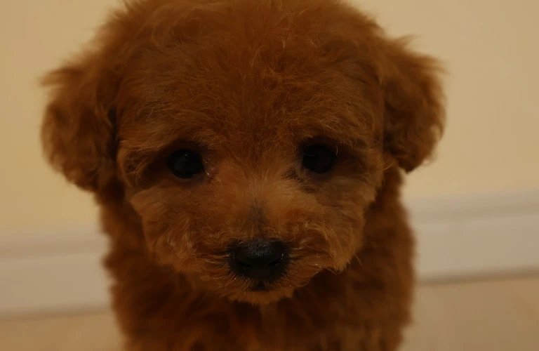 広島のティーカッププードルを愛するあなたへ、理想の子犬との出会いを！
