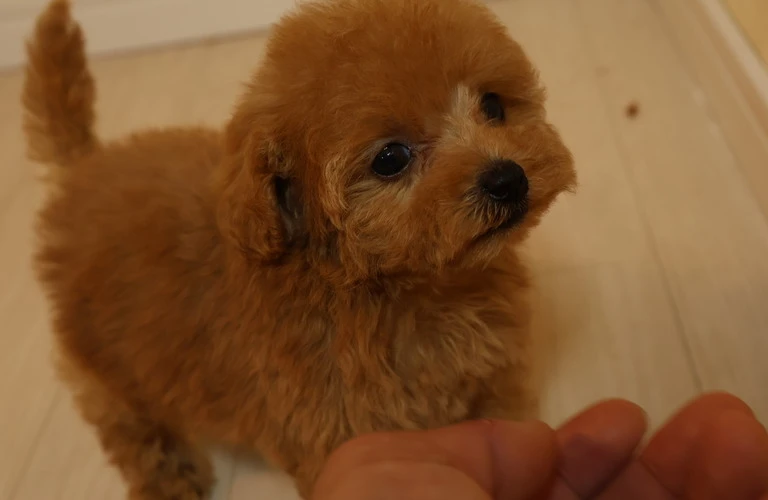 愛犬と楽しく暮らすための第一歩！