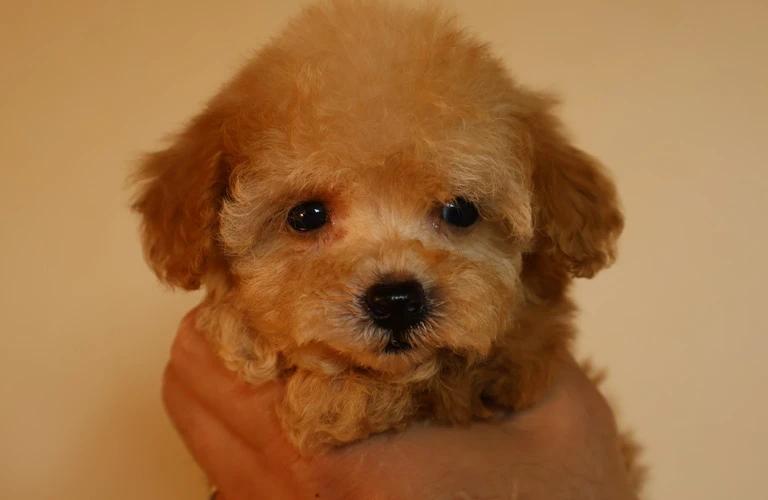 愛犬の健康はフード選びから！ティーカッププードルのためのベストガイド