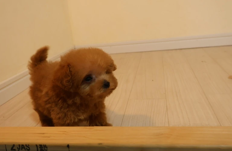 小型犬に愛される魅力！
