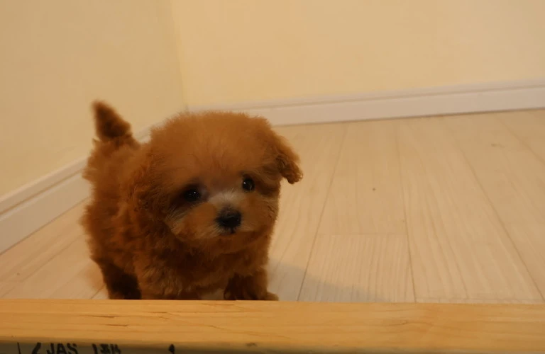 あなたの新しいパートナーはここに！タイニープードルの魅力と飼い方を徹底ガイド