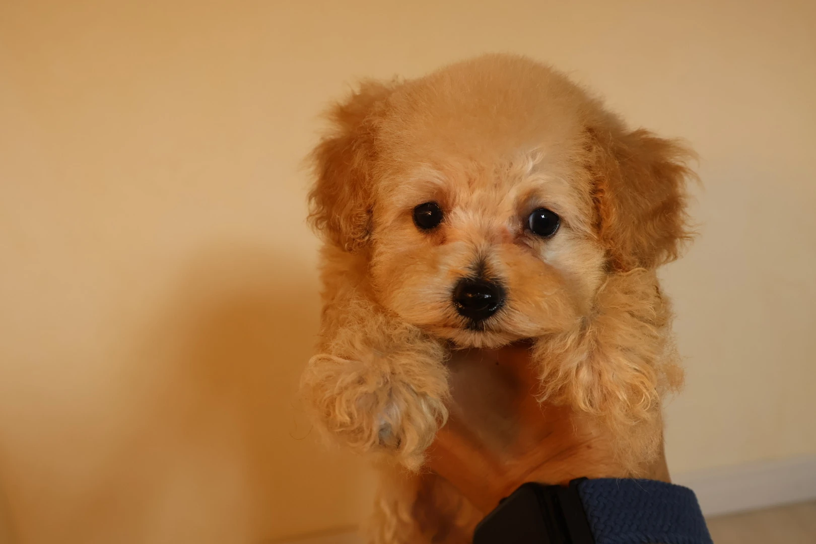 子犬の飼い方ガイド：トイプードル初心者必見！