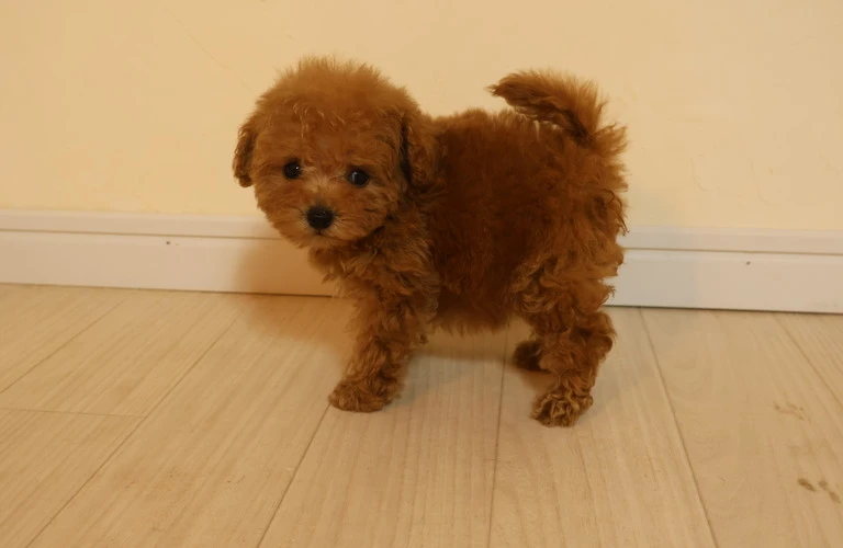 トイプードルの飼いやすさを徹底解剖！初心者にぴったりの愛犬を見つけよう！