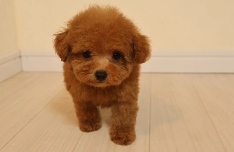 愛犬ともっと長い幸せな時間を！