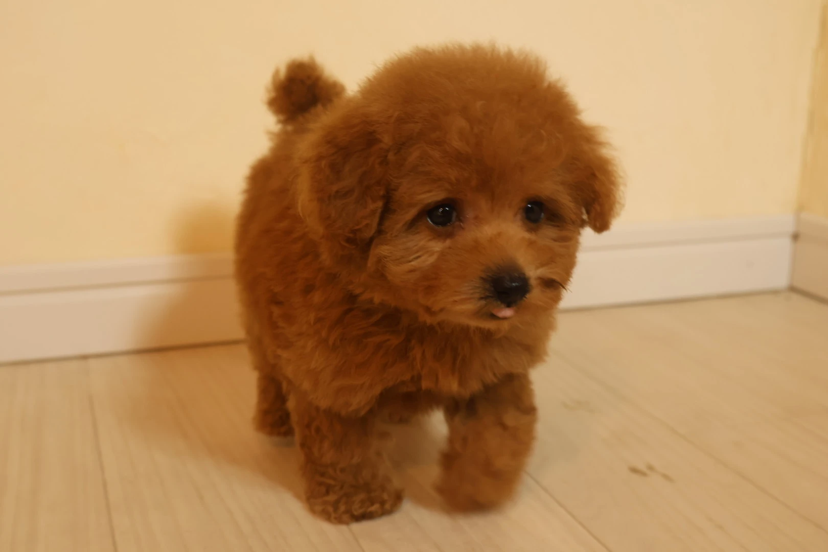 広島で愛されるトイプードルの専門ブリーダーが贈る健康で可愛い子犬たち