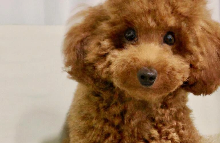 トイプードルの子犬を愛するあなたへ！元気で健康に育てるための食事管理ガイド