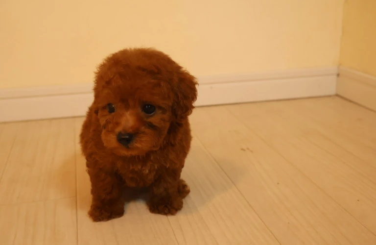 小さくて愛らしい、ティーカッププードルの成犬の魅力を探ろう！