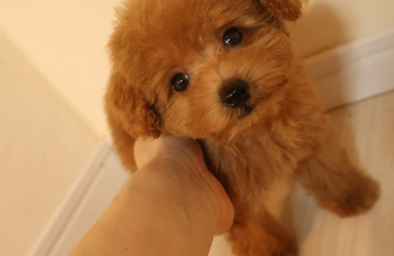 愛犬との素敵な時間を実現！ティーカッププードルとの生活をもっと楽しくする方法