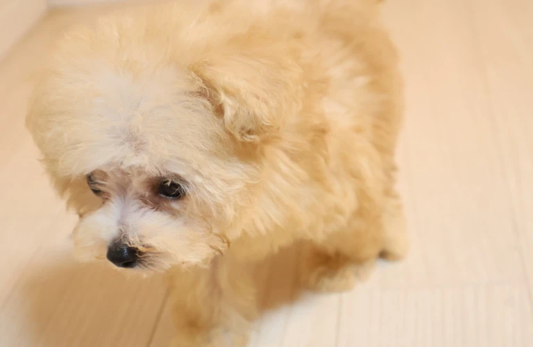 愛犬とともにストレスフリーな生活を楽しもう！