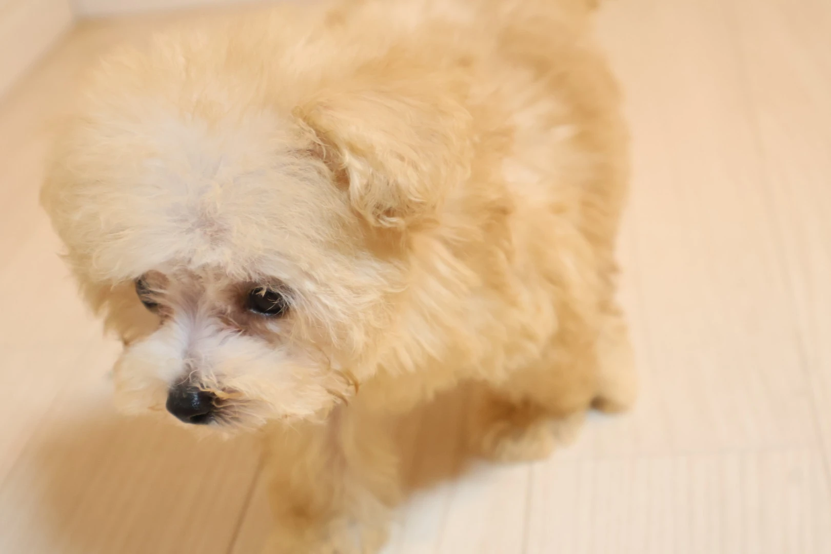 愛犬とともにストレスフリーな生活を楽しもう！