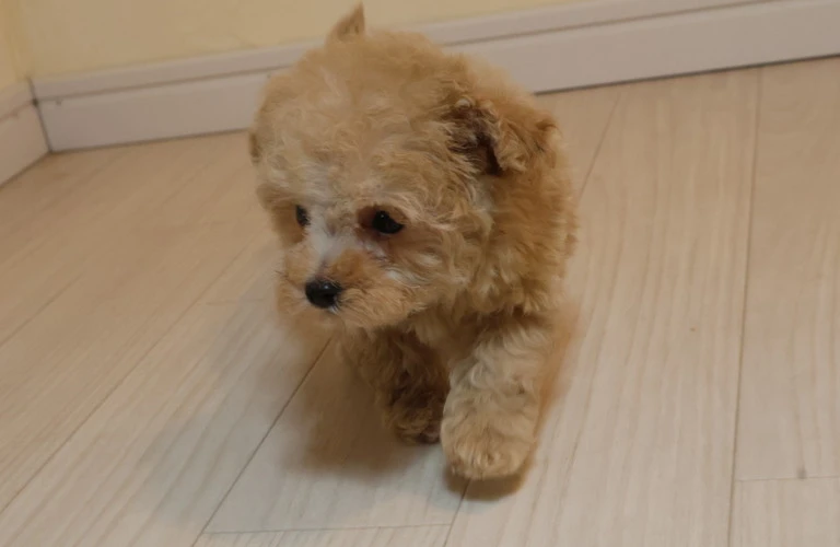 小さな愛犬、ティーカッププードルとの暮らしを楽しくするために