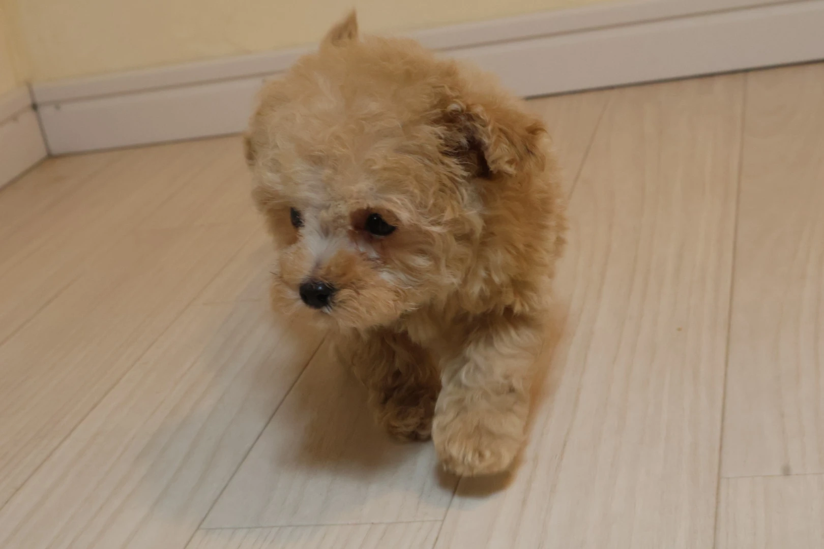小さな愛犬、ティーカッププードルとの暮らしを楽しくするために