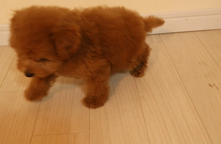 愛犬と共に幸せに過ごそう！ティーカッププードルの健康管理法