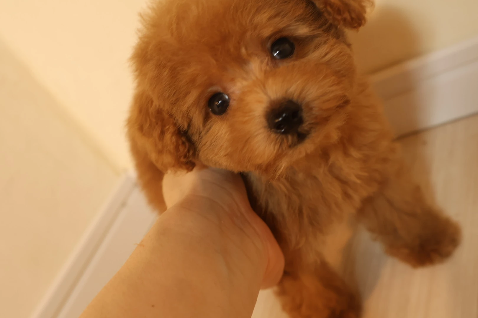 広島で最高のタイニープードルを見つけよう！あなたの家族にぴったりの子犬が待っています。
